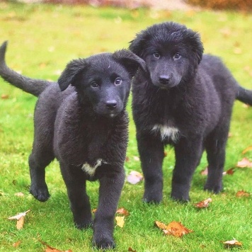 Собаки в добрые руки - Щенки - 2