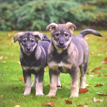 Собаки в добрые руки - Щенки - 3