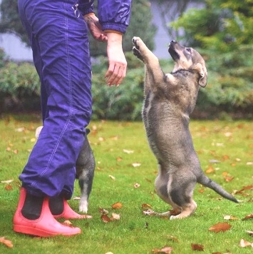 Собаки в добрые руки - Щенки - 4