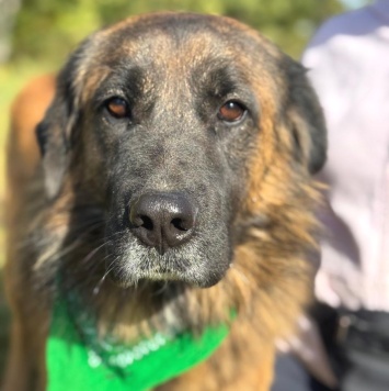 Собаки в добрые руки - Титан - 1