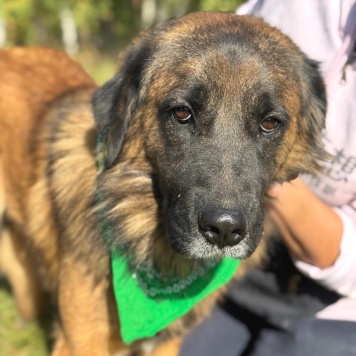 Собаки в добрые руки - Титан - 2