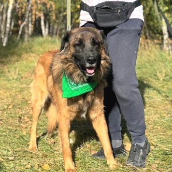 Собаки в добрые руки - Титан - 4