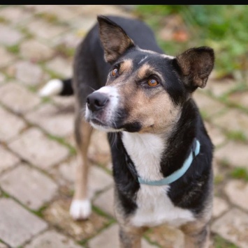 Собаки в добрые руки - Бэлла