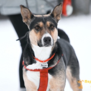 Белла - Собаки в добрые руки