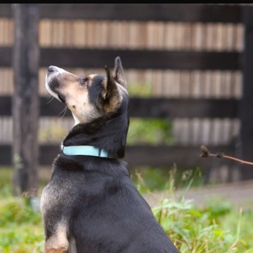 Собаки в добрые руки - Бэлла - 1