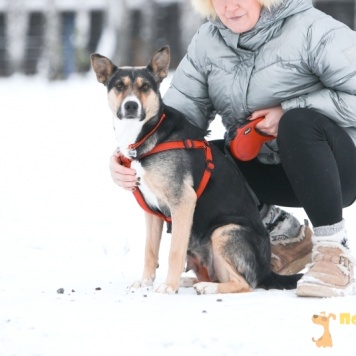 Собаки в добрые руки - Белла - 1