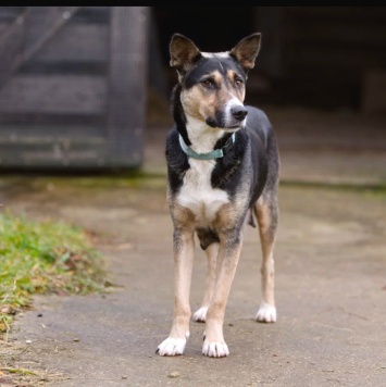 Собаки в добрые руки - Бэлла - 2