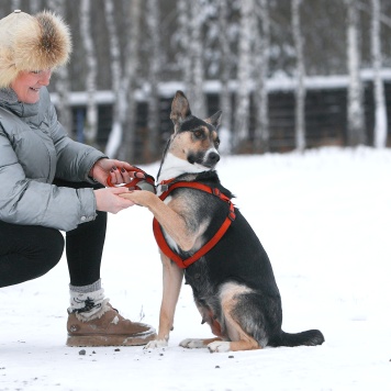 Собаки в добрые руки - Белла - 2