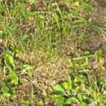 Собаки в добрые руки - Бэлла - 3