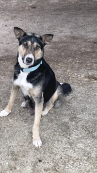 Собаки в добрые руки - Бэлла - 4