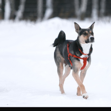 Собаки в добрые руки - Белла - 4