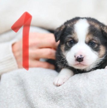 Собаки в добрые руки - Кнопа - 2