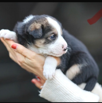 Кнопа - Собаки в добрые руки