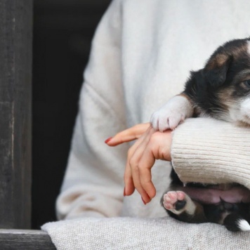 Собаки в добрые руки - Кнопа - 3