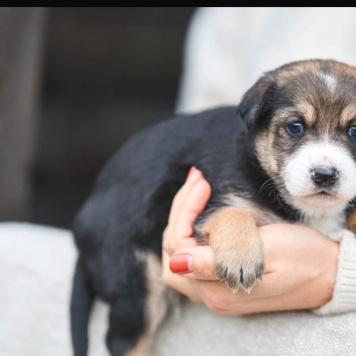 Собаки в добрые руки - Лёлечка