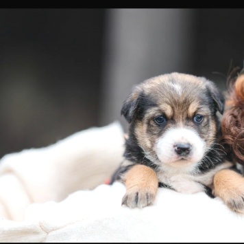 Собаки в добрые руки - Лёлечка - 1