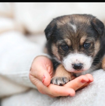 Собаки в добрые руки - Лёлечка - 2