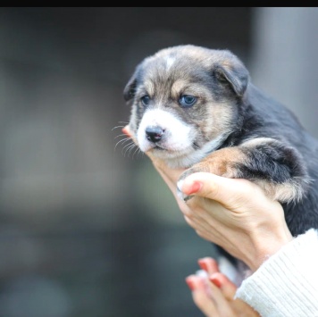 Собаки в добрые руки - Лёлечка - 3