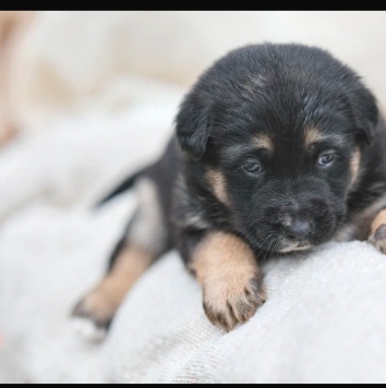 Собаки в добрые руки - Анфиса