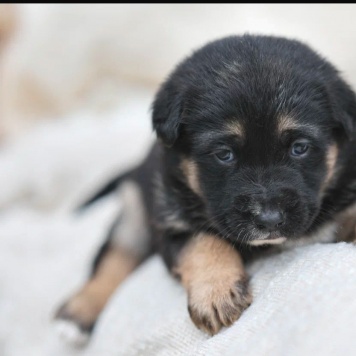 Собаки в добрые руки - Анфиса - 1