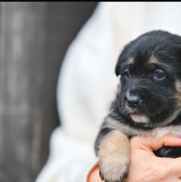 Собаки в добрые руки - Анфиса - 2