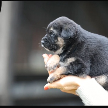 Собаки в добрые руки - Анфиса - 3