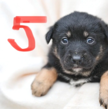 Собаки в добрые руки - Герда