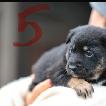 Собаки в добрые руки - Герда - 1