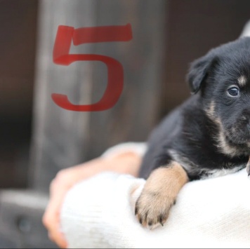 Собаки в добрые руки - Герда - 2