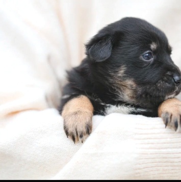 Собаки в добрые руки - Герда - 3