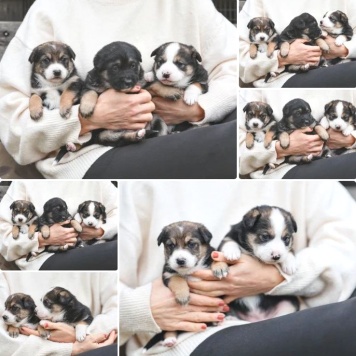 Собаки в добрые руки - Герда - 4