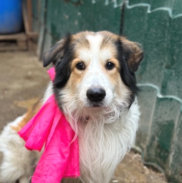 Собаки в добрые руки - Бисквит