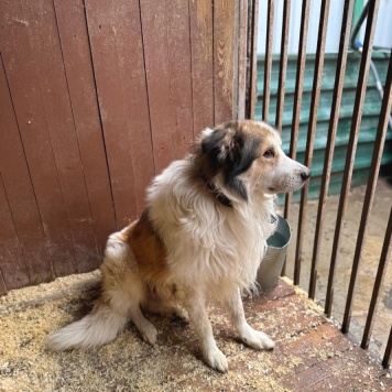 Собаки в добрые руки - Бисквит - 1