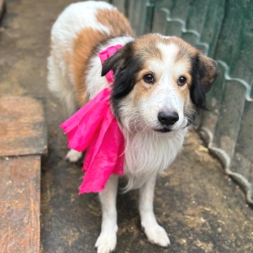 Собаки в добрые руки - Бисквит - 2