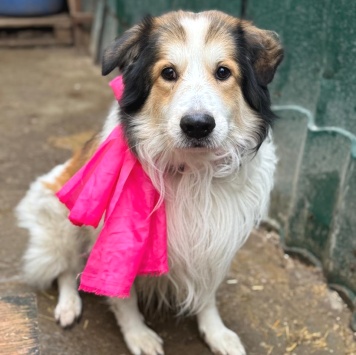 Собаки в добрые руки - Бисквит - 3