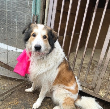 Собаки в добрые руки - Бисквит - 4