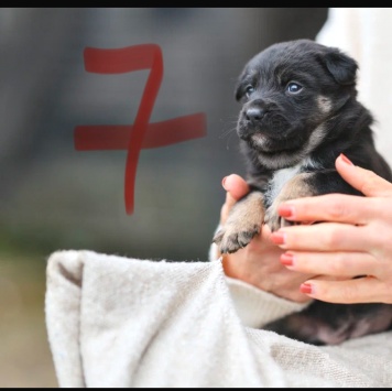 Собаки в добрые руки - Софа - 1