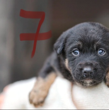 Собаки в добрые руки - Софа - 2