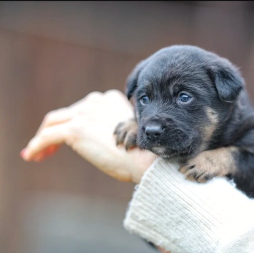 Собаки в добрые руки - Софа - 3