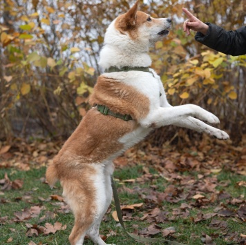 Собаки в добрые руки - Купер