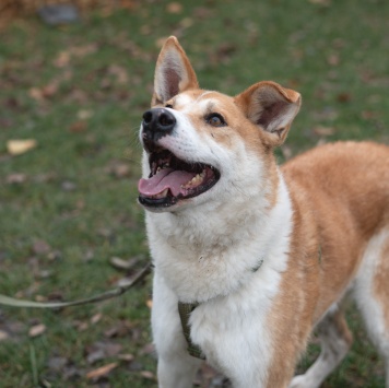 Собаки в добрые руки - Купер - 1