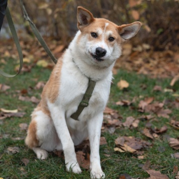 Собаки в добрые руки - Купер - 2
