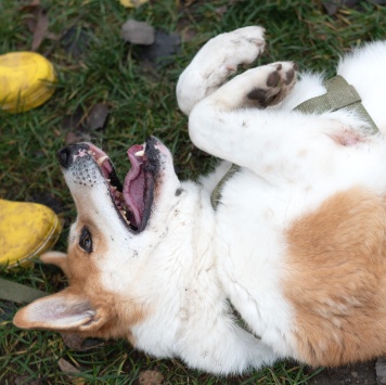 Собаки в добрые руки - Купер - 3