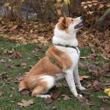 Собаки в добрые руки - Купер - 4