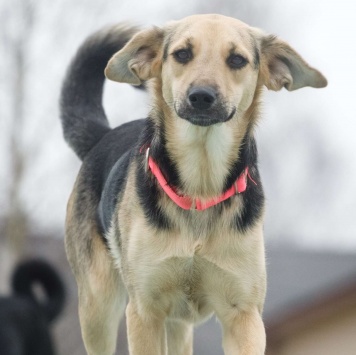 Собаки в добрые руки - Глори