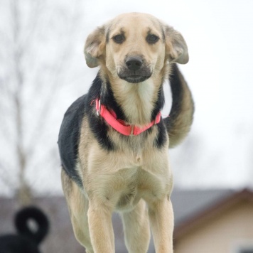 Собаки в добрые руки - Глори - 1