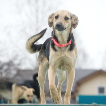Собаки в добрые руки - Глори - 2