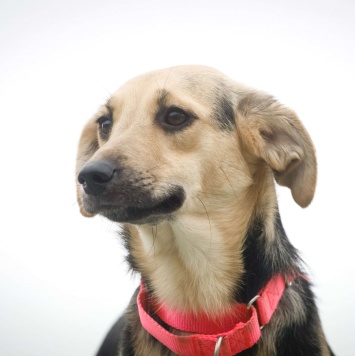 Собаки в добрые руки - Глори - 3