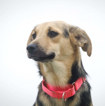 Собаки в добрые руки - Глори - 4