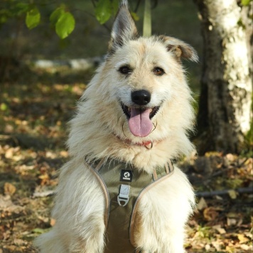 Собаки в добрые руки - Амбер